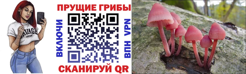 Галлюциногенные грибы Psilocybine cubensis Щёлково